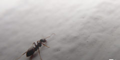 كيفية التخلص من النمل دون قتله