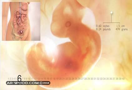 كيف يكون شكل الجنين في الشهر الاول بعد الاجهاض