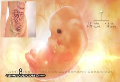 كيف يكون شكل الجنين في الشهر الثاني بعد الاجهاض
