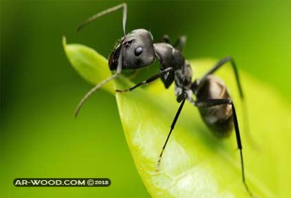 تفسير حلم النمل على الجسم لابن سيرين