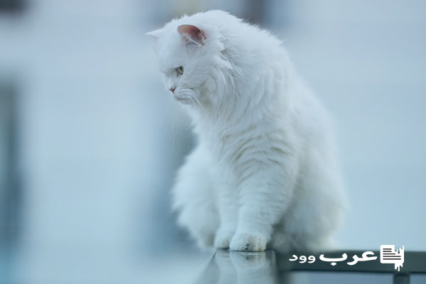 تفسير رؤية القطة البيضاء في المنام