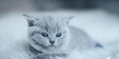 سبب موت القطط حديثي الولادة